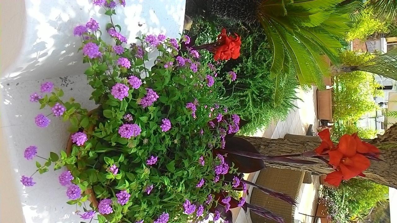 Hotel Casa Gerardo Sant'Angelo (Isola d'Ischia)